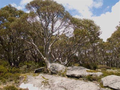 Sowgum on Mt St Gwinear