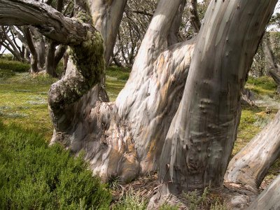 Snow Gum