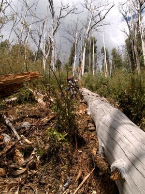 Follow the log