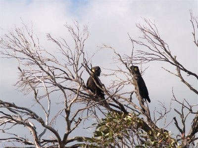 A pair of Yellow-tail Black Cockatoo