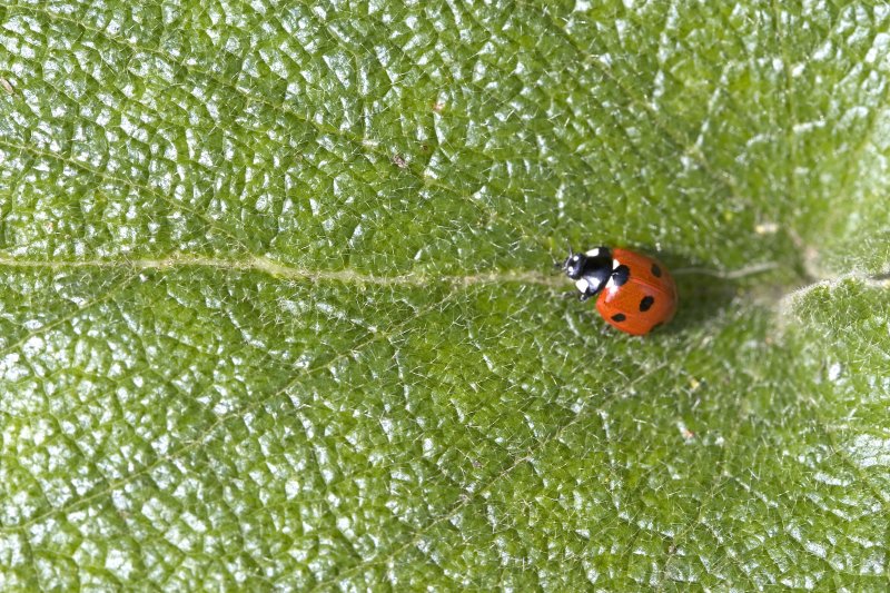 Ladybird