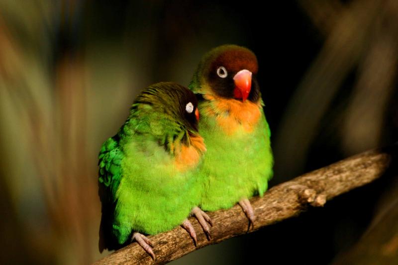 Love Birds