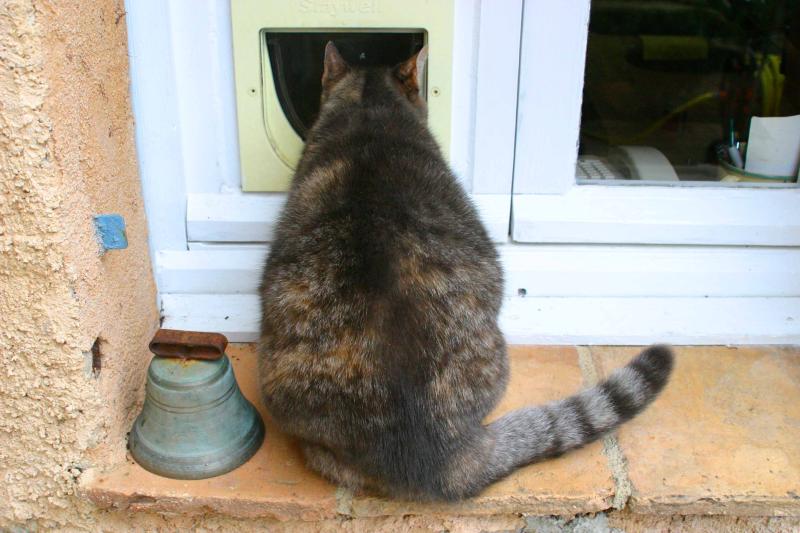 Fat Cat Vs Cat Flap Round 1 Photo Nick Vivian Photos At