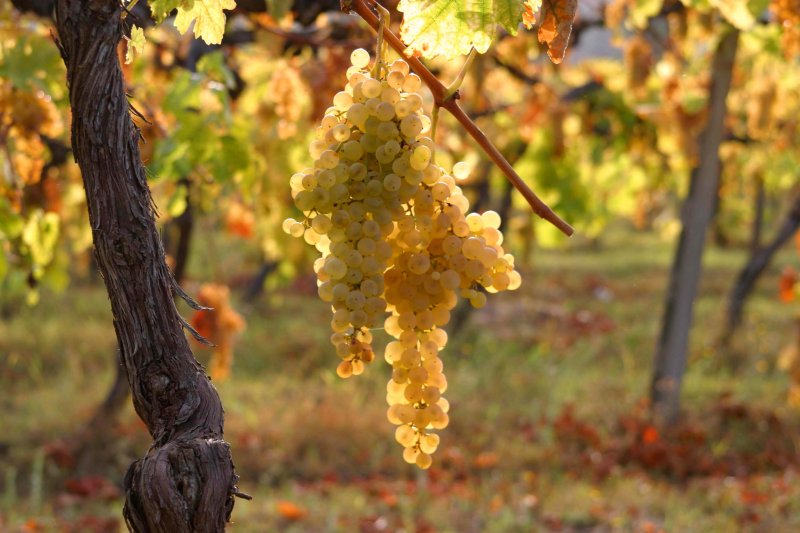 Grape vines