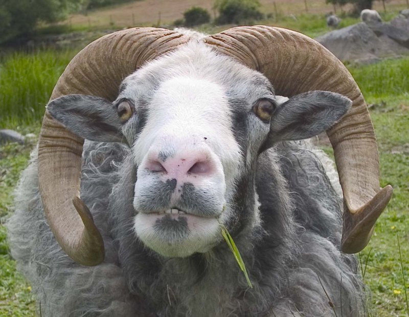 Curious Ram