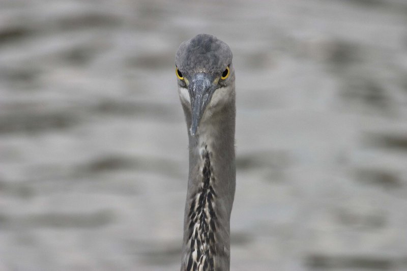 Heron