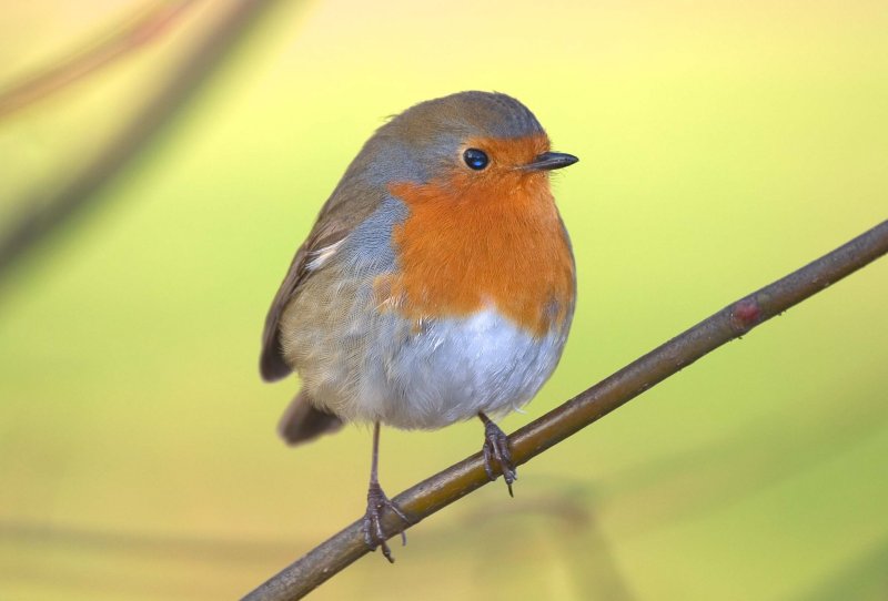 Robin redbreast