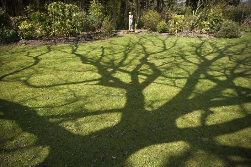 Tree Shadow