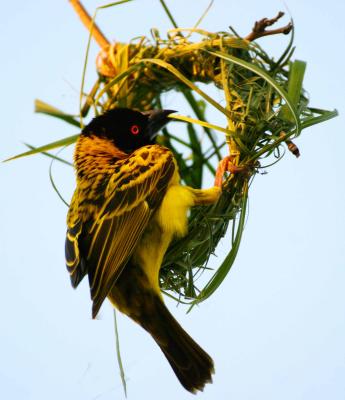 Weaver bird at work