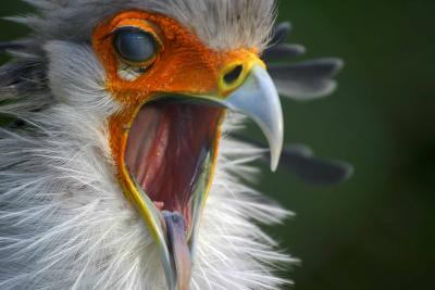 Secretary bird