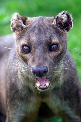 Fossa