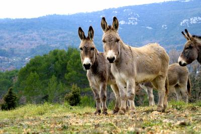 Donkeys