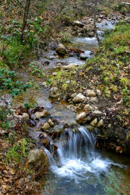 River in the garden