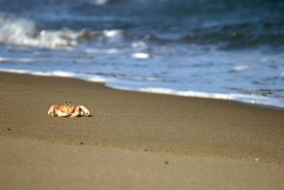 beached crab
