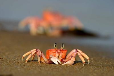 Sun bathing -  pinker than a lobster !