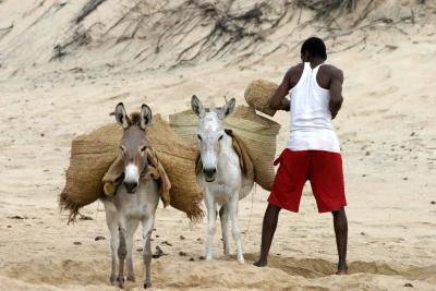 Loading the donkeys
