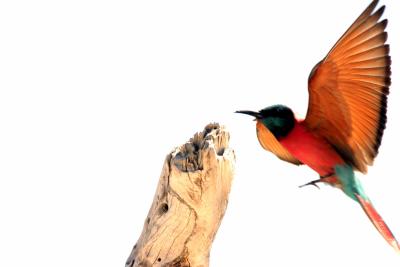 Cardinal Bee-eater