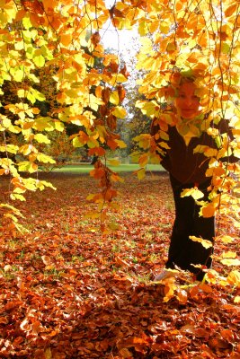 Peering through the trees