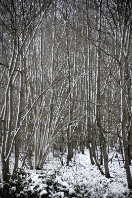 Snowy Wood