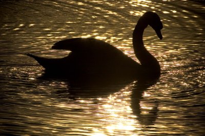 Swan sunset