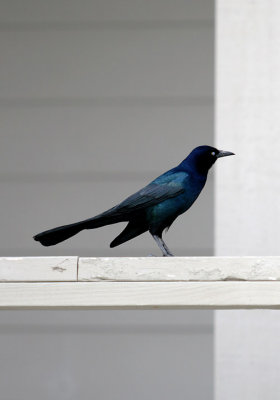 IMG_0714c.jpg