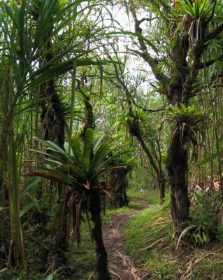 epiphytes, Arenal park