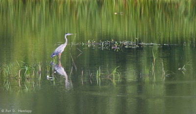 Blue and green