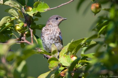 Young Bluebird