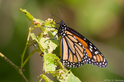 Monarch on leaves