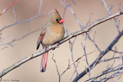 Cardinal in branches
