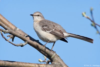 Alert Mockingbird