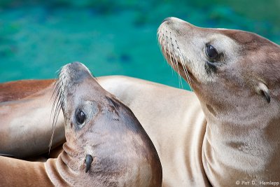 Sea lions