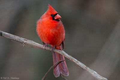 Lone Cardinal