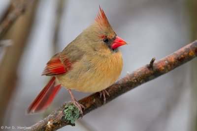 Cold female Cardinal