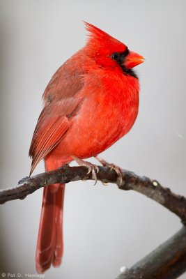 Relaxed Cardinal