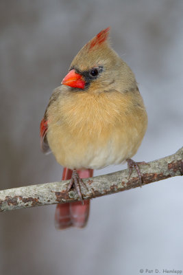 Female in winter