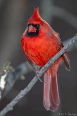 Clinging Cardinal