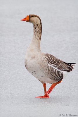Goose on ice