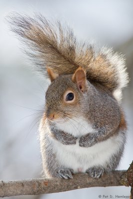 Squirrel in snow