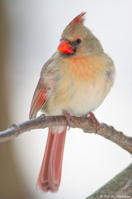 Female Cardinal