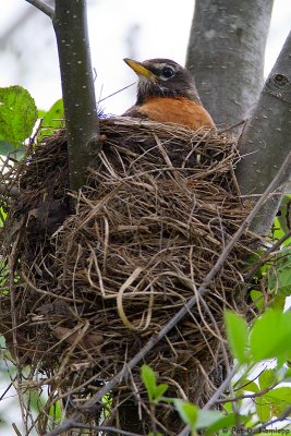 In the nest