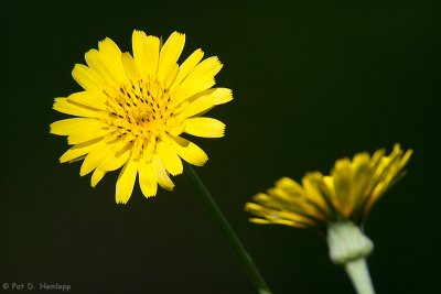 Wildflowers