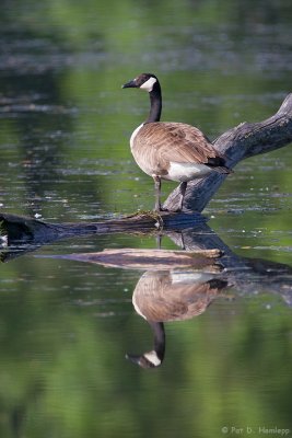 Goose reflection