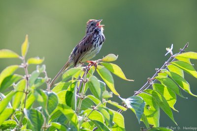 Song bird