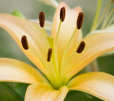 Lily stamen