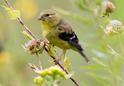 Goldfinch meal