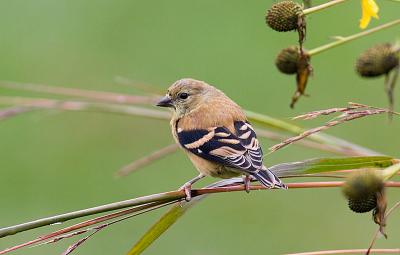 Young goldfinch