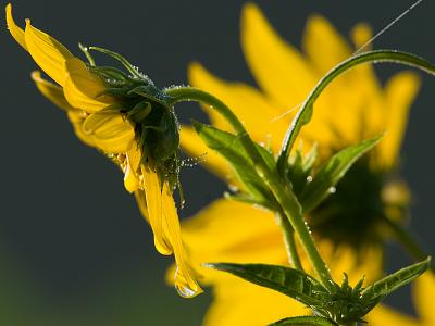 Wet sunflower