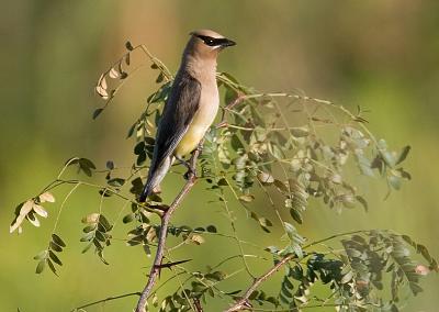 Waxwing in the sun