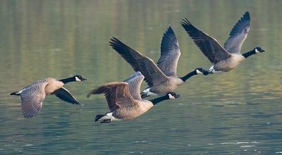 Geese in flight